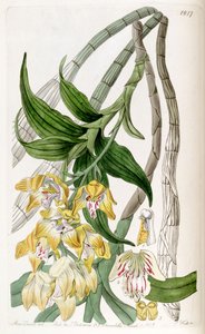 Chysis aurea